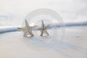 Two starfish on sea ocean beach in Florida, soft gentle sunrise