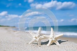 Two starfish on sea ocean beach in Florida, soft gentle sunrise