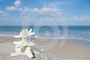 Two starfish on sea ocean beach in Florida, soft gentle sunrise