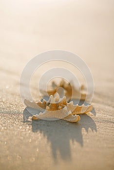 Two starfish on sea ocean beach in Florida, soft gentle sunrise