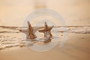 Two starfish on sea ocean beach in Florida, soft gentle sunrise