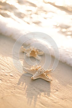 Two starfish on sea ocean beach in Florida, soft gentle sunrise