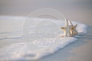 Two starfish on sea ocean beach in Florida, soft gentle sunrise