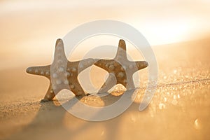 Two starfish on sea ocean beach in Florida, soft gentle sunrise