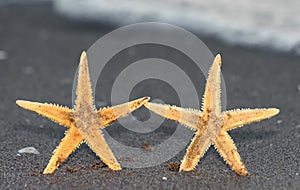 two starfish  that seem to be holding hands like two sincere fri