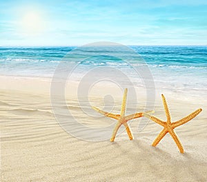 Two starfishes on the Beach