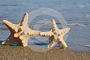 Two starfishes on the beach