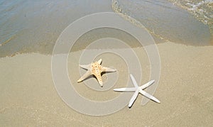 Two starfishes next to sea