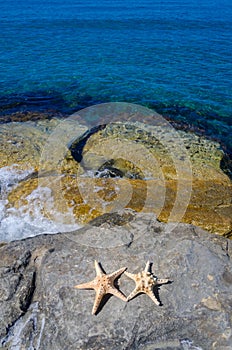 Two starfishes next to sea