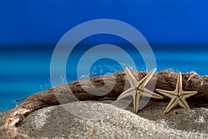 Two starfishes ropek beach sea