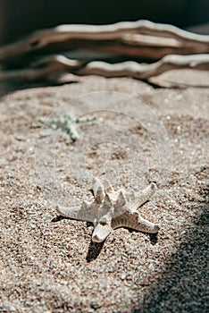 Two starfishes on a sea sand background.
