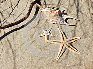 Two starfishes, seashell, tree stick and shadow herbal on sandy beach texture. Seabed concept