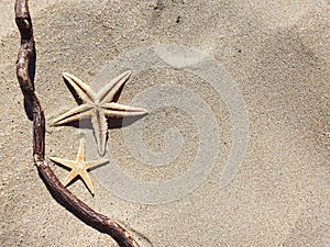 Two starfishes with trendy shadow on beach sand. Travel and tourism. Copy space, flatlay style, top view