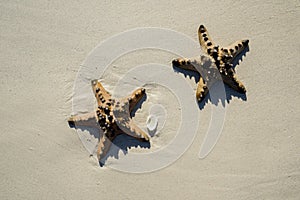 Two starfishes with a white seashell on sand