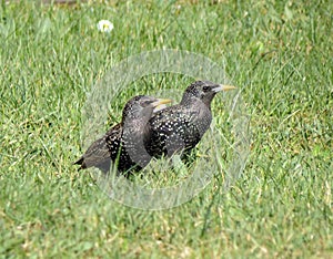 Two starling birds on green grass, Lithuania