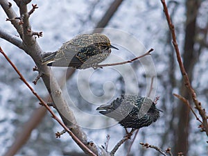 Two starlings on branch of tree