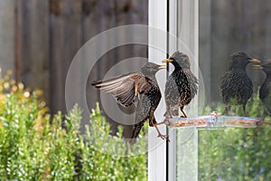 Two starlings, sturnus vulgaris, squabbling over place on a garden suet feeder