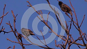 Two starlings sturnus vulgaris on tree