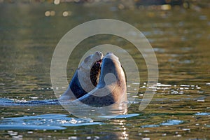 Two Stellar sea lions go face to face in Sooke Harbour while swimming photo