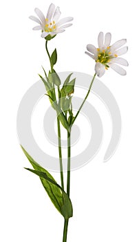 Two Stellaria flowers isolated on white