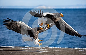 Two Steller`s sea eagles in flight on background of the blue sea. Japan. Hokkaido.