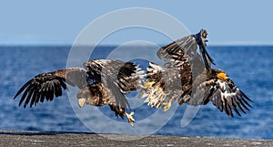 Two Steller`s sea eagles in flight on background of the blue sea. Japan. Hokkaido.