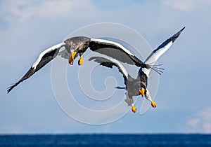 Two Steller`s sea eagles in flight on background blue sky. Japan. Hokkaido.