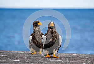 Two Steller`s sea eagles are sitting on a concrete pier against the background of the sea.