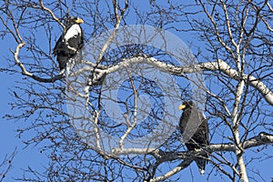 Two Stellers eagles sitting on branches in the crown of a birch