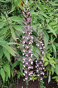 Two stems of acanthus hungaricus or bears breeches growing in an English country garden