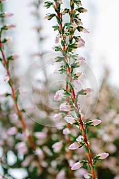 Two stems of blossoming heather with pink flowers