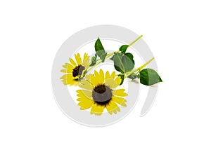 Two stems of fresh cut Texas wild sunflower Maximilian with coarsely hairy stem and leaves isolated on white background, yellow