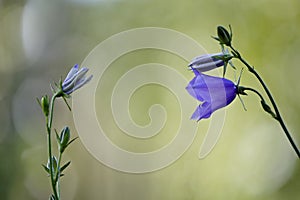 Two stems of peach-leaved bellflower , Campanula persicifolia with light green background