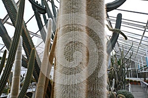 Two stems of silver torch or wooly torch cactus, in Latin called cleistocactus strausii. photo
