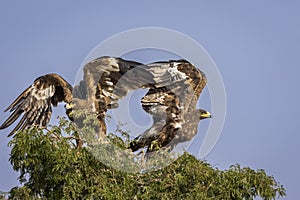 Two Steppe eagle or Aquila nipalensis in action territory fight on tree with full wingspan in natural blue sky background in