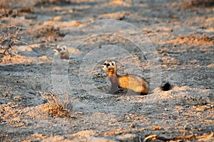 Two Steppe polecats Mustela eversmanni