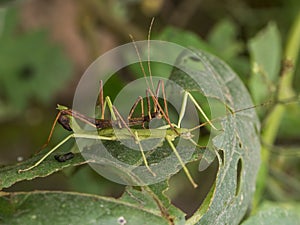 Two stick insects also known as Phasmatoptera