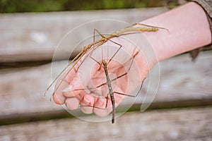 Two stick insects on the girl`s hand. Keeping and taming insects as pets