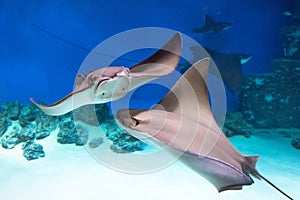 Two stingrays are swimming on the blue sea near the underwater rocks and white sand