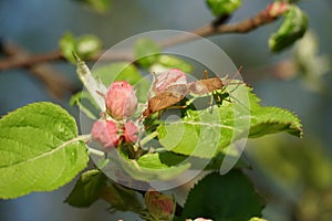 Two stink bugs or shield bugs mating on an apple tree twig in blossom