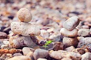 Two stone pyramids and growing leaf.