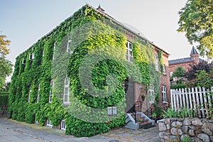 Two-storey house overgrown with wild ivy