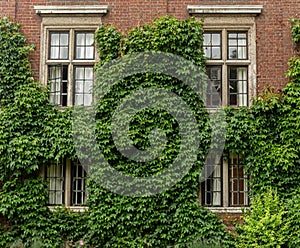 Two Stories building with windows and climbing plants on Brick Wall