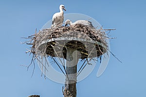 Two stork chicks in nest in Zwin Bird Refuge, Knokke-Heist, Flanders, Belgium