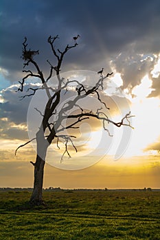 Two stork standing on a dry tree