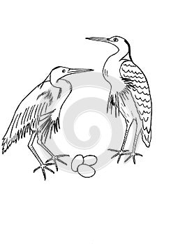 Two storks