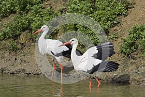 Two Storks photo
