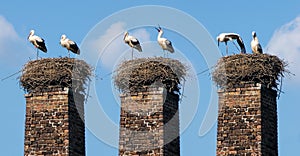 Two storks photo