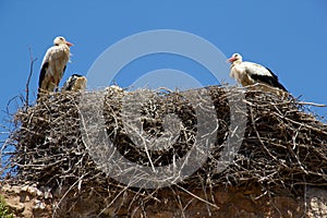 Two storks