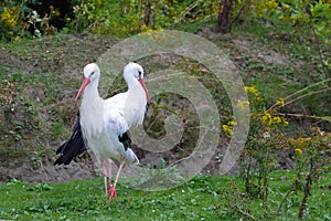 Two storks